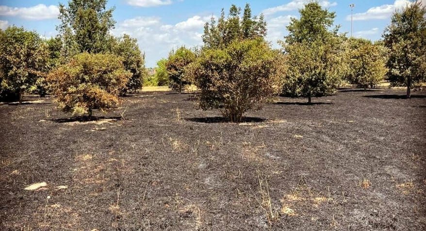 Botanic Garden - Tor Vergata University of Rome - Department of Biology, Italy